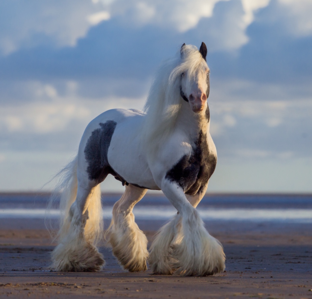 Carrigbryne Presley - CHAPs and ICS Graded Tabiano Stallion